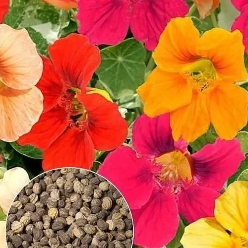 Настурция "Мерцающие звезды смесь" ТМ "Весна" 3г (32234) - фото 1