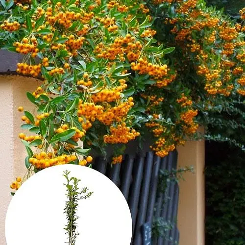 Піраканта "Soleil d'Or" 3-річна (висота 80-100см) (184991) 1 саженец - фото 4