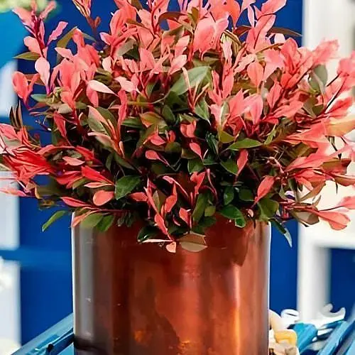 Фото Фрейзера "Little Fenna" вазон Р9 (187058) 1 саженец - фото 1