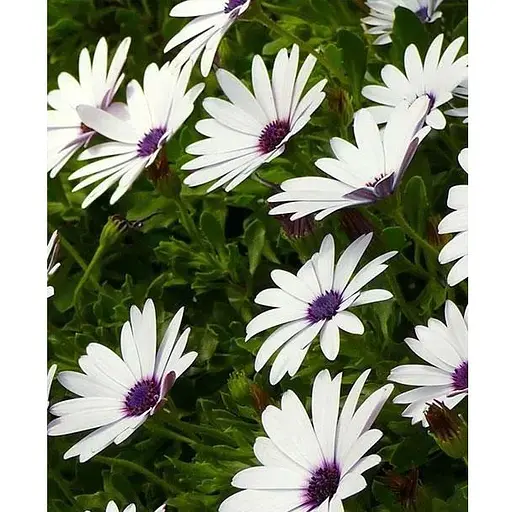 Арктотис (Зипер) Весна 1.5г (19213) - фото 1