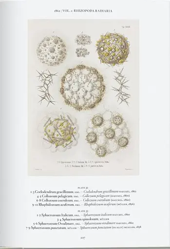 The Art and Science of Ernst Haeckel - фото 5