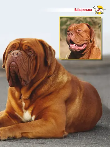 Енциклопедія. Собаки - фото 3