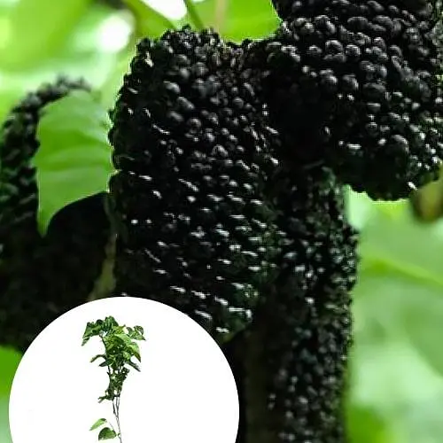 Шовковиця щеплена "Чорний принц" вкорінена в контейнері (саджанець 2 роки) (186237) 1 саджанець в упаковке - фото 3