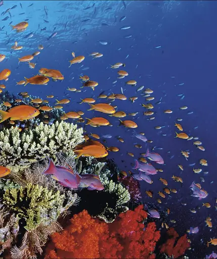 Ocean. The Definitive Visual Guide - фото 6