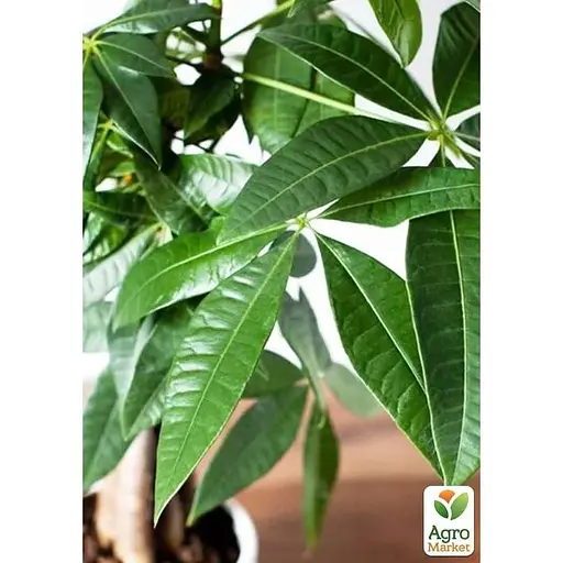 LMTD Пахира Agro-Market Aquatica переплетена 40-50 см (167941) 1 саженец в упаковке (комнатный) Нидерланды - фото 1