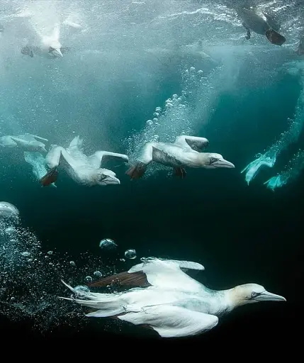 The Science of the Ocean. The Secrets of the Seas Revealed - фото 7