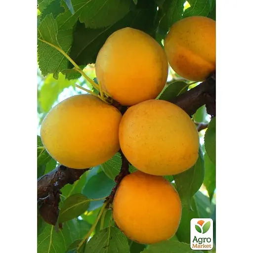 Абрикос "Ананасный" укорененный в контейнере (саженец 2 года) (153020) 1 саженец в упаковке - фото 2