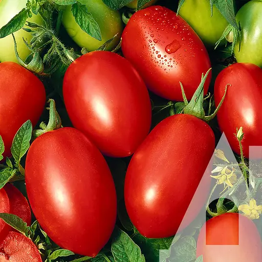 Томат Садиба Рома 0.5 г 