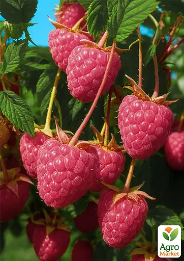 Малина Agro-Market "Кванза" (ремонтантний сорт, великоплодный, голландской селекции) 1-летний саженец (189493) 1 шт в упаковке - фото 2