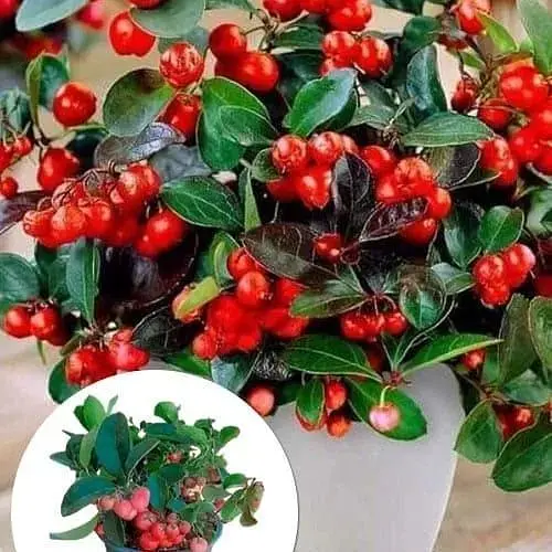 LMTD Гаультерия Agro-Market Big Berry с плодами (высота 15-25см) (182536) 1 саженец в упаковке комнатный  - фото 4