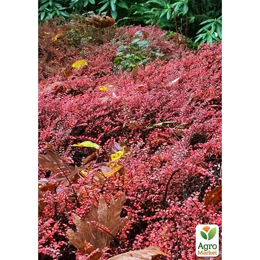 Кизильник горизонтальный крохотный "Perpusillus", С2 (187650) 1 саженец в упаковке - фото 2