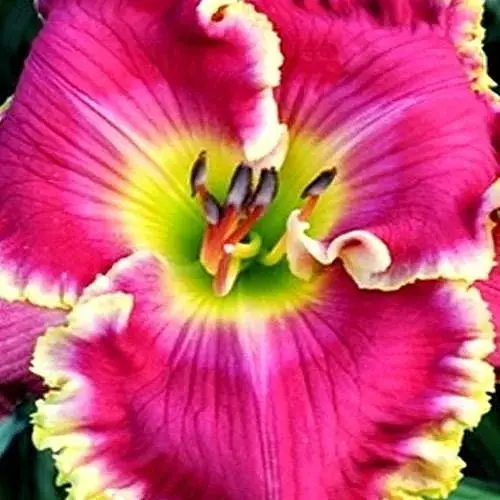 Лилейник "Rose Knockout" (сортовой укорененный в контейнере С1,2) (186024) 1 саженец - фото 1