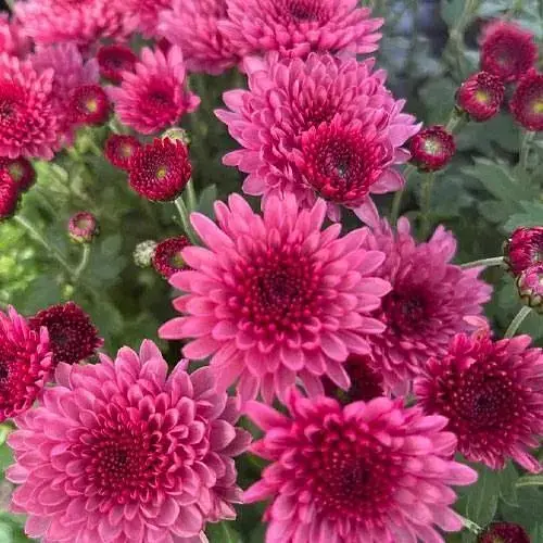 Хризантема мультифлора шаровидная "Blanchett Pink" (189649) 1 саженец - фото 1