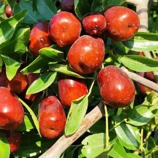 Зизифус (унаби) Agro-Market "Бурним" (среднепоздний срок созревания, высокоурожайный сорт) вазон Р9, высота 10-15 см (187591) 1 саженец в упаковке - фото 1