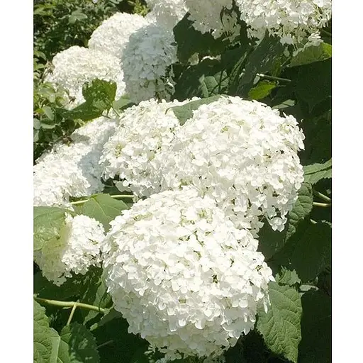 Гортензія 3-х літня деревоподібна "Annabelle" (61518) 1 саженец - фото 1