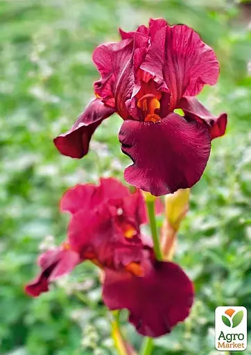 Ирис бородатый крупноцветковый "Dinamit" 1 шт (41114) - фото 2