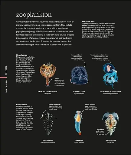 The Science of the Ocean. The Secrets of the Seas Revealed - фото 10