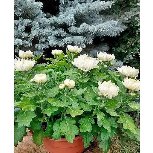 Хризантема "Komodo Blanc" (низкоросла крупноквіткова) (176427) 1 саженец - фото 1