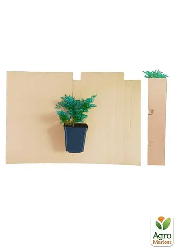 Можжевельник чешуйчатый "Gold Tip" контейнер P9 (52069) 1 саженец - фото 2