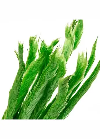 Пампасна трава Зелена, стабілізована (8213-038) 70 см Elisey   - фото 3