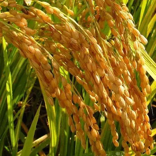 Оріза "Oryza sativa" (рис посівний) С1,5 (183989) 1 саджанець - фото 1