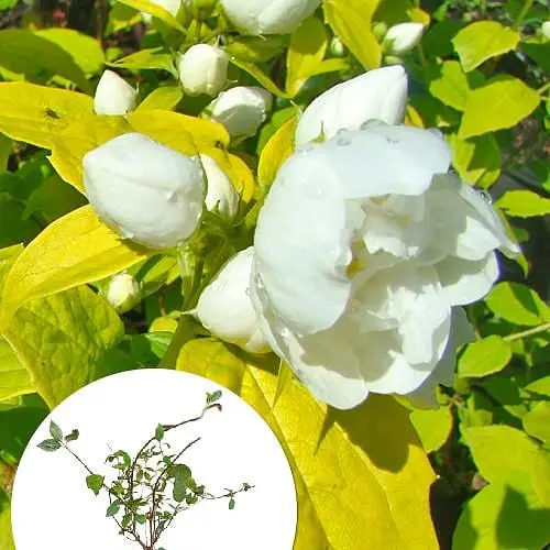 Жасмин гібридний садовий (чубушник) "Yellow Hill" 2х річний (вазон С2) (175127) 1 саженец - фото 4