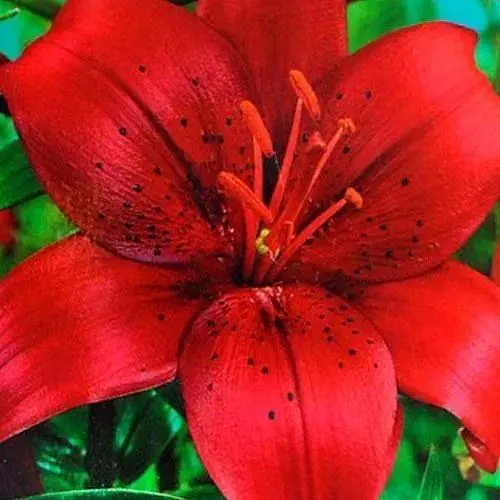 Лилия "California" 1 шт (17605) 1 шт - фото 1