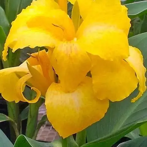 Канна Низькоросла "Yellow Futurity" (176265) 1 шт - фото 1