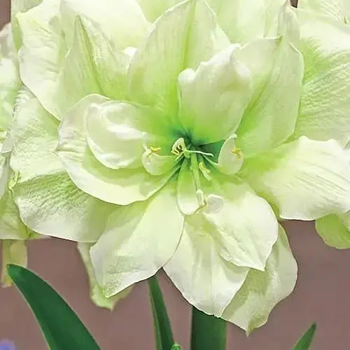 Гіппеаструм махровий «Marilyn» (Амариліс) (190860) 1 шт - фото 1