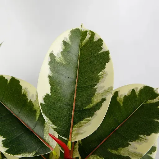 Искусственное растение Engard Фикус 160 см (DW-05) - фото 3