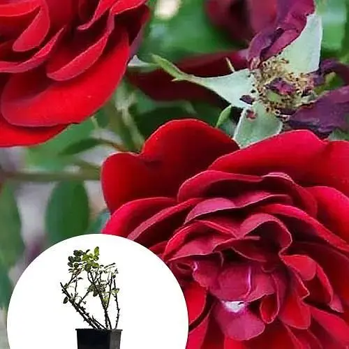 Роза бордюрная Agro-Market Торнадо в контейнере, высший сорт (185429) 1 саженец в упаковке - фото 4