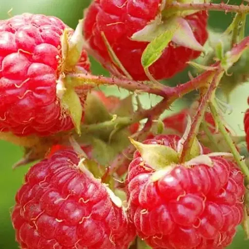 Малина ремонтантная Agro-Market "Амира" (итальянская селекция, транспортабельный сорт) 1-летний саженец (185341) 1 шт в упаковке - фото 1