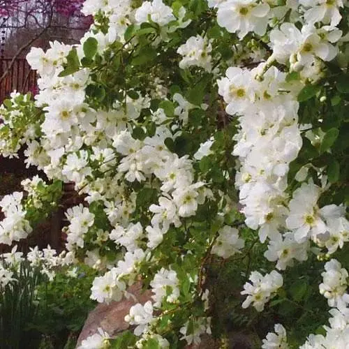 Екзохорда "Magical Springtime" (горщик Р9) (188539) 1 саженец - фото 1