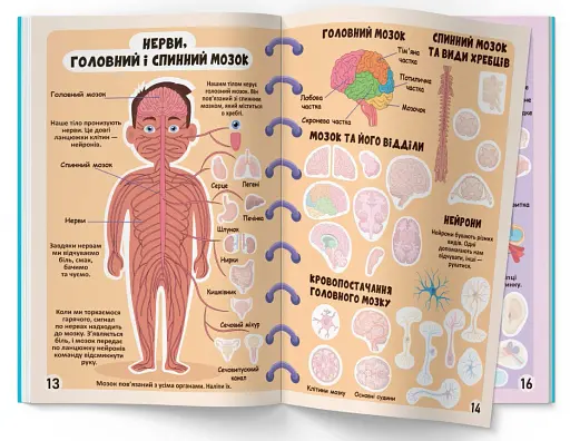 Меганаліпки. Тіло людини - фото 5