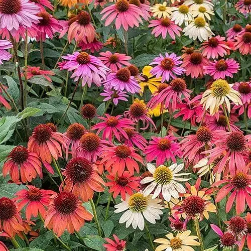 Эхинацея "Cheyenne Spirit MIX" вазон С2 (189798) 1 саженец - фото 1