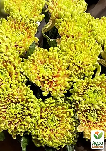 Хризантема "Woodstock Orange" (низкорослая крупноцветная) (189679) 1 саженец - фото 2