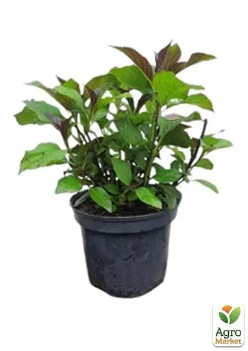 Гортензія крупнолиста 2-х річна "Salsa" висота саджанця 20-40см (93219) 1 саженец - фото 2