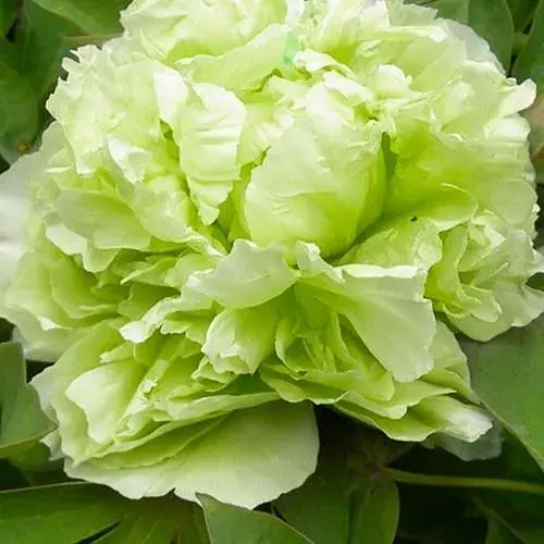 Пион древовидный Dou Lv (Китай саженец 2 года) (190792) 1 шт Нидерланды - фото 1