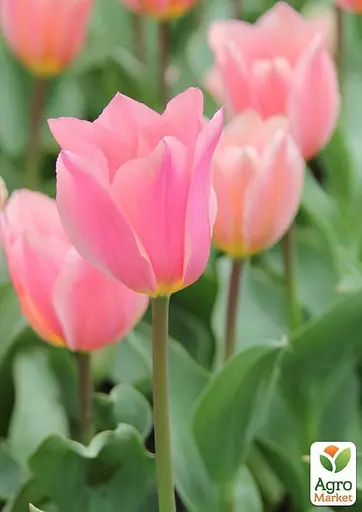 Тюльпан "Albert Heijn" (размер 11/12, большой) 3 шт (16911) - фото 2