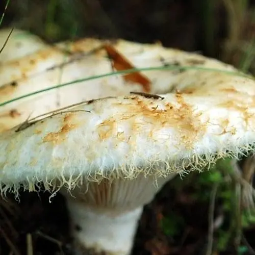 Сухий зерновий міцелій "Груздь справжній" 100г (45570) - фото 1