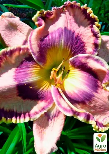 Лілійник "Count Your Assets" (156437) 1 шт - фото 2