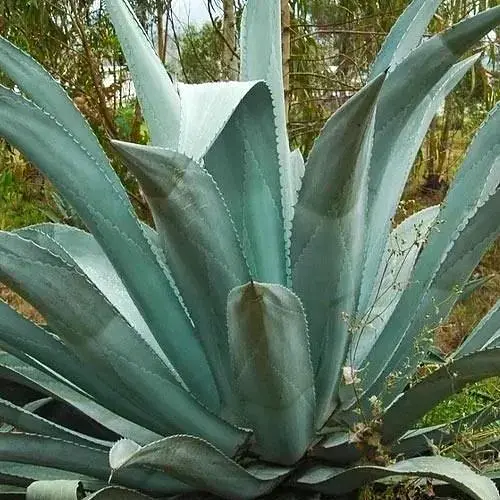 Агава американская "Latifolia" (кадковое вечнозеленое экзотическое растение) (77304) - фото 1