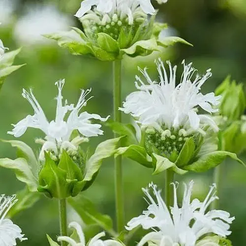 Бергамот (Монарда) "Bee Bright" (189100) (Корневище) 1 шт - фото 1