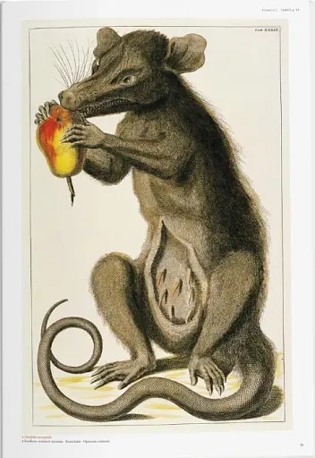 Seba. Cabinet of Natural Curiosities - фото 2