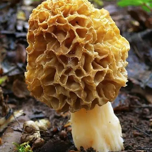 Сухий зерновий міцелій "Сморчок делікатесний" 100г (45595) - фото 1