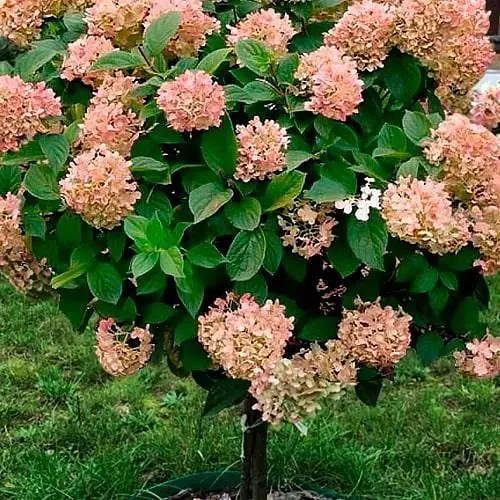 Гортензия метельчатая на штамбе "Graffiti" С3 высота 70-100см (186210) 1 саженец - фото 1