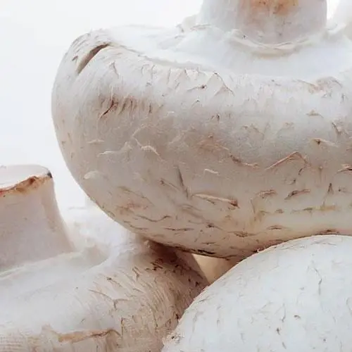 Сухий зерновий міцелій «Печериця великоплідна» 10г (45509) - фото 1