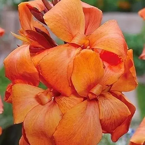 Канна Темнолиста "Panache Black" (189898) 1 шт - фото 1