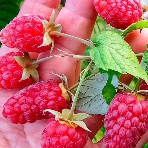 Малинно-ежевичный гибрид 2х-летний Agro-Market "Ред Даймонд" (ранний срок созревания) вазон 0,8 л (186464) 1 саженец в упаковке - фото 1