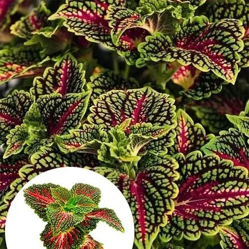 Колеус Stained Glassworks Spacecake 1 саженец (182531) - фото 1